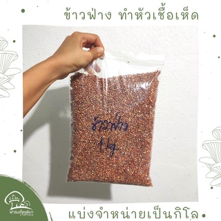 ข้าวฟ่าง เมล็ดข้าวฟ่างแดง ดิบ 1 กิโลกรัม ทำหัวเชื้อเห็ด ไม่ผ่านการฆ่าเชื้อ