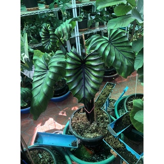 ต้นColocasia Pharaoh’sMaskต้นหน้ากากฟาโรห์ต้นปลายไหลติดไหลไซร้ตั้งแม่