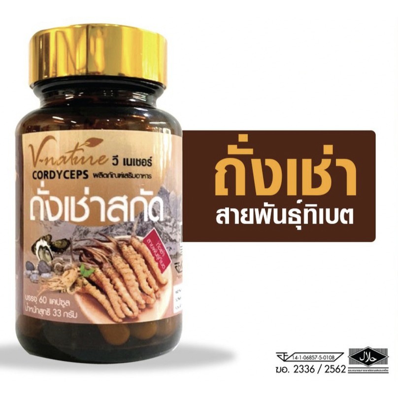 พร้อมส่ง-v-nature-ถั่งเช่า-คอดีเซ็ปส์-จากทิเบต-cordyceps-ซี-เนเชอร์-ถังเช่า-artiscent-มหัศจรรย์แห่งสมุนไพรจักรพรรดิ