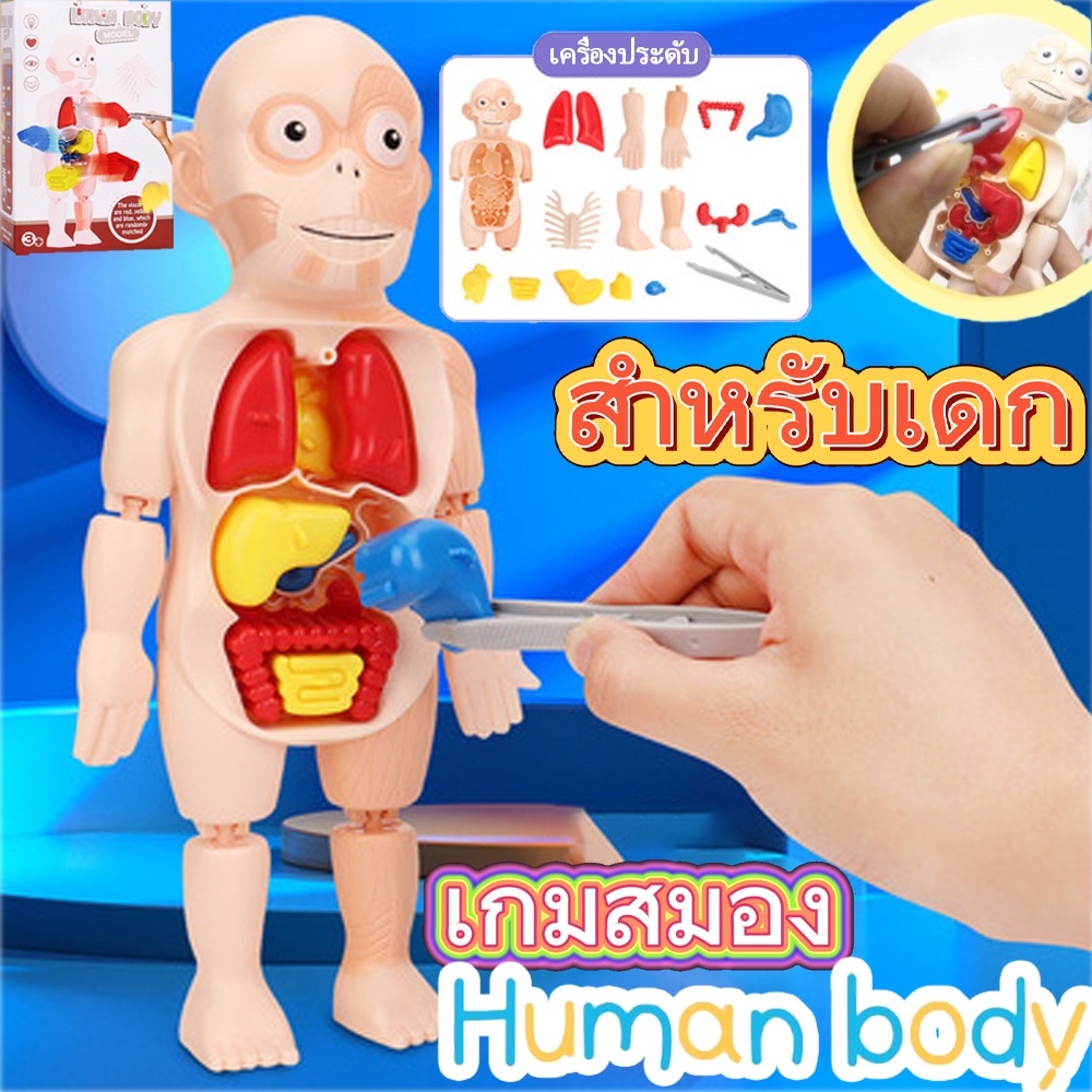 bhq-พร้อมส่งจ้า-human-body-model-ของเล่นจำลองร่างกายมนุษย์-ของเล่นstem-ของเล่นวิทยาศาสตร์-ของเล่นเด็ก