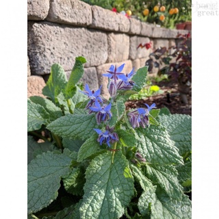 Borage เมล็ด แก้ว花种子 Borage แก้วดอกไม้ วานิลลาเมล็ด ยา草种子 (ยอดสั่งซื้อเมล็ดพันธุ์ทางการเกษตรทางไปรษณีย์)芹菜/男装/园艺/帽子/向日葵/