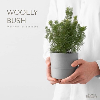 Woolly bush Adenanthos sericeus / Planty