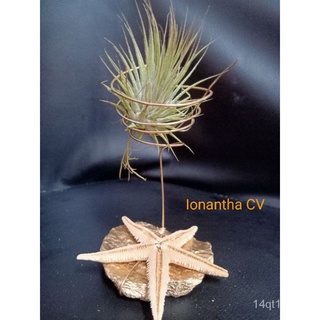 airplants tillandsia / air plant solo芹菜/木瓜/母婴/花园/苹果/头饰/seeds/手链/玫瑰/文胸//กุหลาบ 6JIE