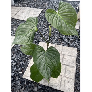 Philodendron Majestic