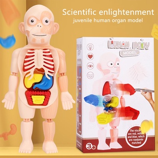 Human Body Model ของเล่นจำลองร่างกายมนุษย์ ของเล่นstem ของเล่นเพื่อการศึกษา ของเล่นวิทยาศาสตร์ ของเล่นเด็ก เสริมพัฒนาการ