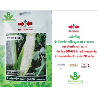 5 ฟรี 1 คละได้ เมล็ดพันธุ์ ข้าวโพดข้าวเหนียวลูกผสม ขาวหวาน  ตราศรแดง  เมล็ดผัก เมล็ดพันธุ์พืช  เมล็ดพืช เมล้ดพันธุ์ผัก