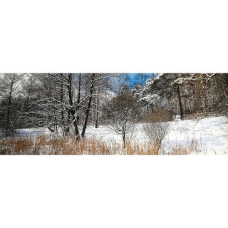 โปสเตอร์ รูปถ่าย วิว ธรรมชาติ ป่าสน Winter Forest Landscapes Nature POSTER 13”x39” Inch Beautiful Earth Sun Spring V2
