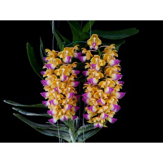 เอื้องกุหลาบเหลืองโคราช Aerides houlletiana ดอกหอมมาก ติดดอก ไม้คัด ดอกดกแน่น