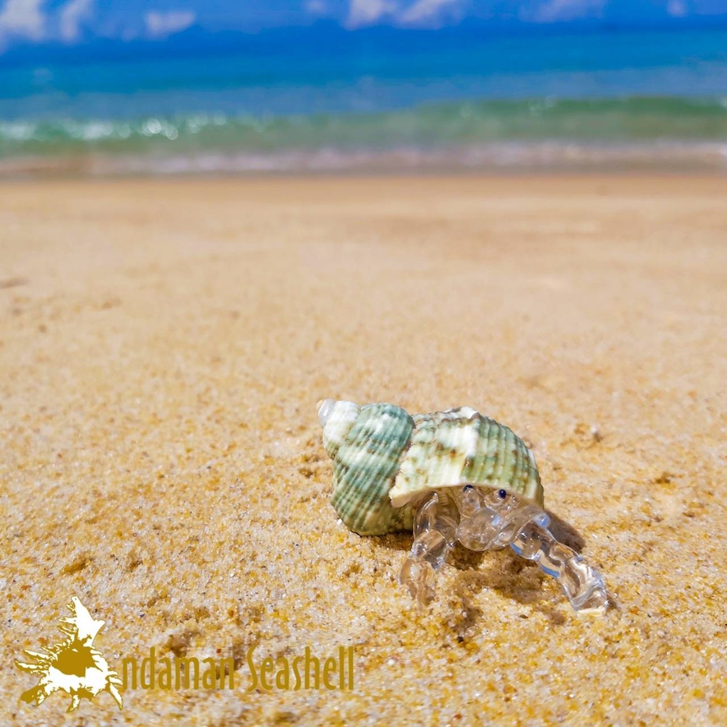 andaman-seashell-แก้วเป่าติดเปลือกหอย-รูปปูเสฉวน-ติดเปลือกหอย-7