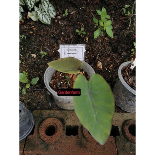 ภาพขนาดย่อของภาพหน้าปกสินค้าColocasia Colocasia esculenta 'Pineapple Princess' เจ้าหญิงสับปะรด มีอยู่12ต้นคับชำยอดปลายไหลราดเดินดี จากร้าน kanom2345k บน Shopee ภาพที่ 2