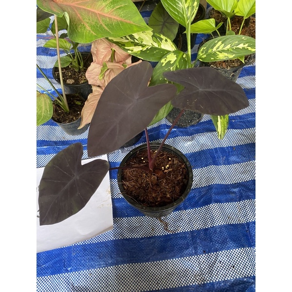 ต้นบอนดำ-black-magic-อยู่ในสกุลเดียวกับเผือกในสกุล-colocasia