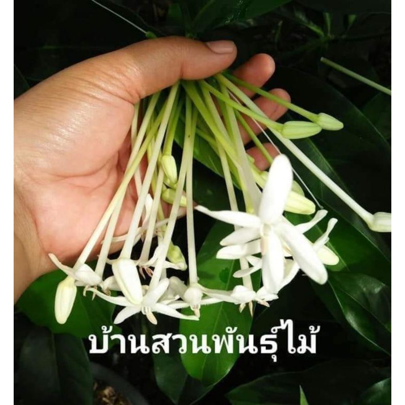 ต้นพุดบุญรักษา-กระถาง-10-นิ้ว