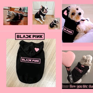 ภาพหน้าปกสินค้าพร้อมส่ง💗 เสื้อกล้ามหมาแมวมีฮูตสีดำ ซึ่งคุณอาจชอบราคาและรีวิวของสินค้านี้