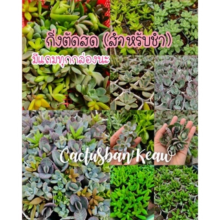 ยอดกุหลาบหินตัดสด กุหลาบหินราคาถูก กุหลาบหินสำหรับมือใหม่ succulent