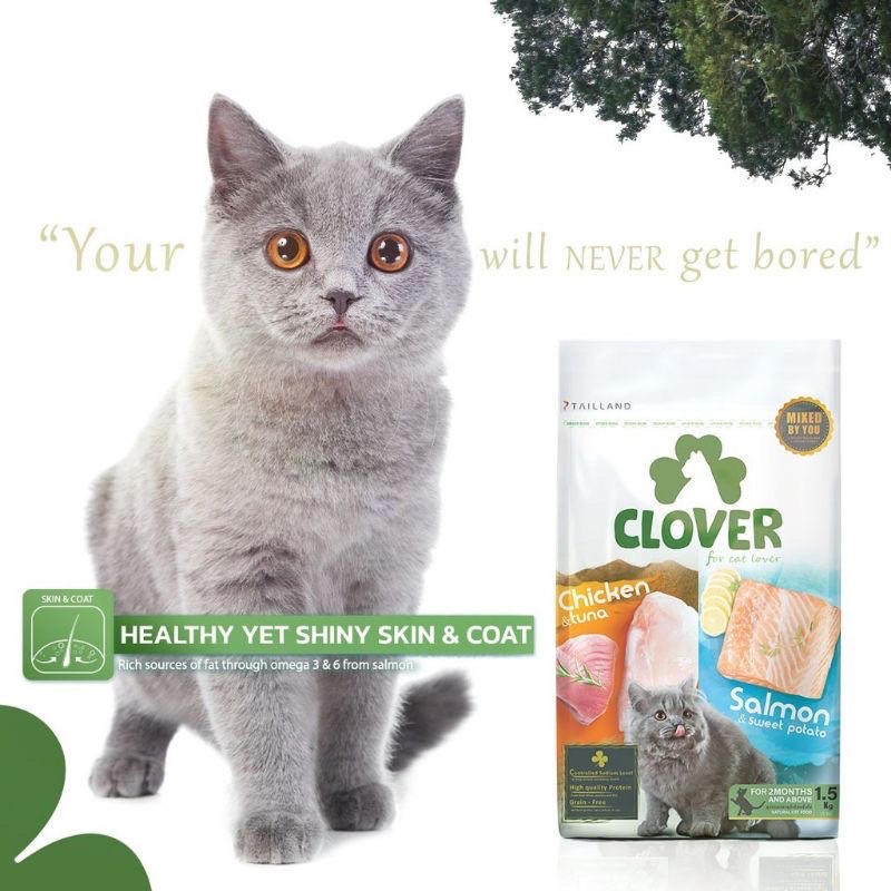 อาการแมว-clover-ขนาด-1-5-kgsถูกมากๆๆ-ร้านนี้