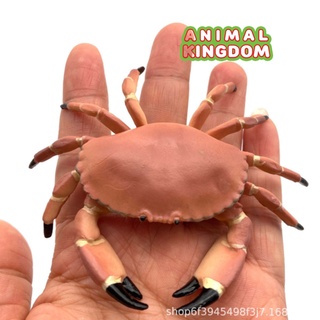 Animal Kingdom - โมเดลสัตว์ ปูนา ปูนแดง ขนาด 9.40 CM (จากสงขลา)