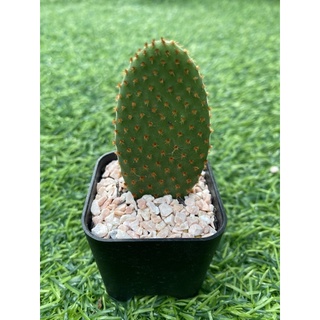 🌵🌵แคคตัส Cactus กระบองเพชร หูกระต่าย ส่งทั้งกระถาง พร้อมปลูก