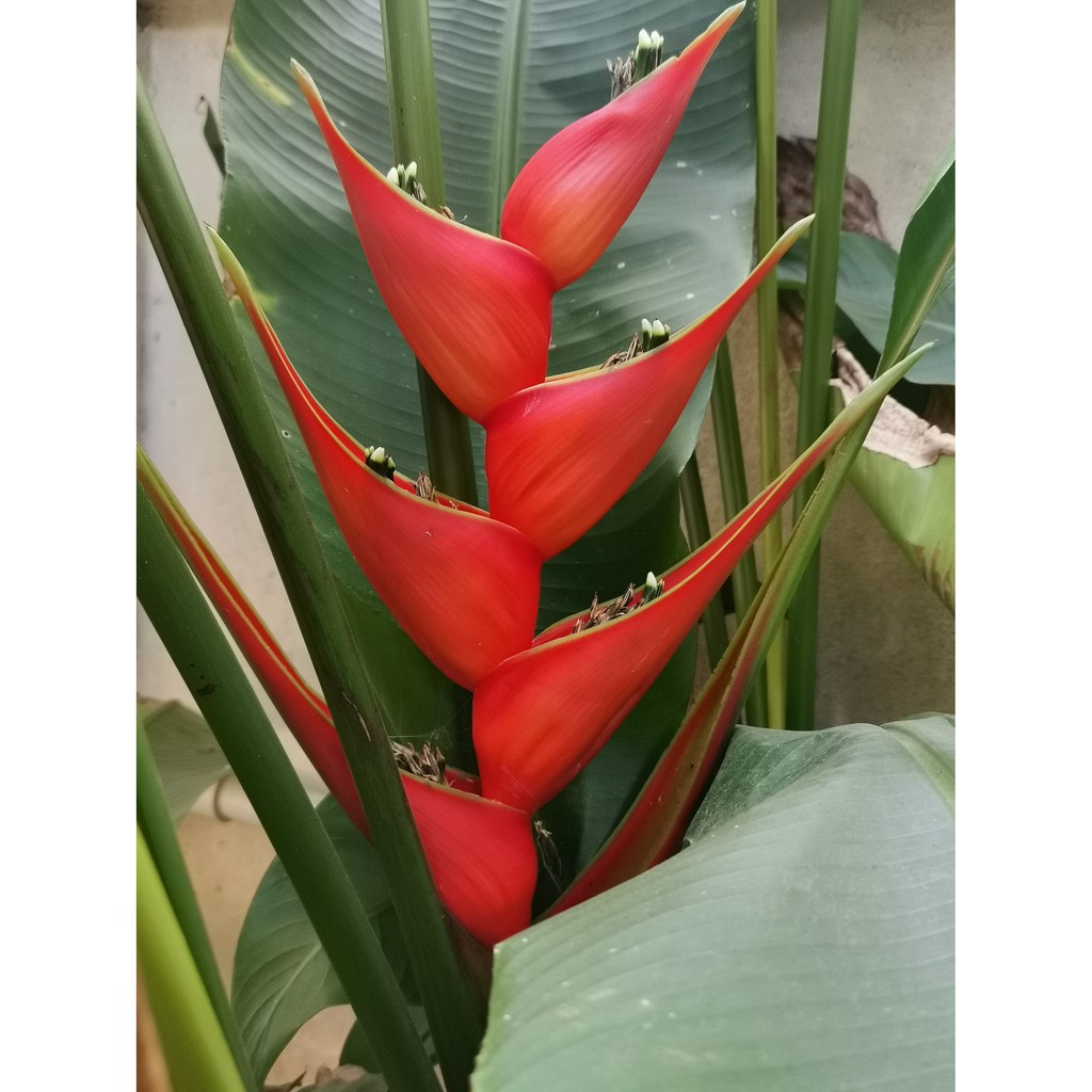 เฮลิโกเนีย-บิ๊ดบัด-heliconia-bihai-big-bud-3เหง้า100