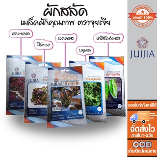 เมล็ดพันธุ์ เมล็ดผัก ผักสลัด ชุดผักสลัด คุณภาพ ตราจุยเจียร์ เรดคอส , ปารีสไวท์คอส , เรดคอรอล , บลูเคล