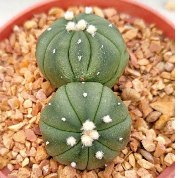 cake-cactus-farm-กระบองเพชร-astrophytum-asterias-nudum-kikko-twin-แอสโตรไฟตัม-แอสทีเรีย-นูดัม-กิ๊กโก๊ะ-แฝด-ดอทฟู