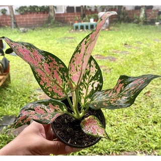 seeds Aglaonema Red Valentine เมล็ดพันธc50 เมล็ด (ไม่ใช่พืชที่มีชีวิต)