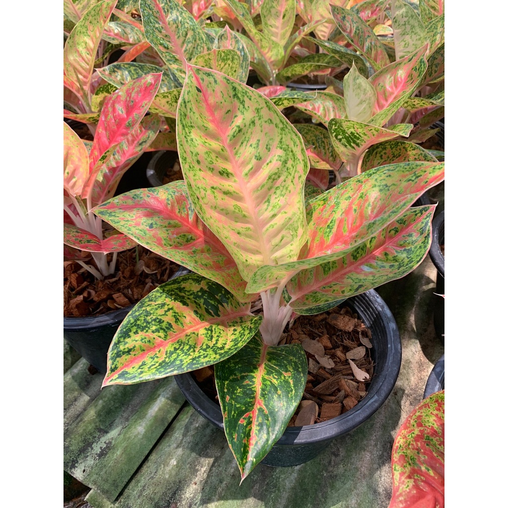 ต้นมหาเศรษฐี-ตระกูลแก้ว-กาญจนาหรืออโกลนีมา-aglaonema-อโกลนีมา-มหาเศรษฐี-aglaonema-กระถาง-8-นิ้ว