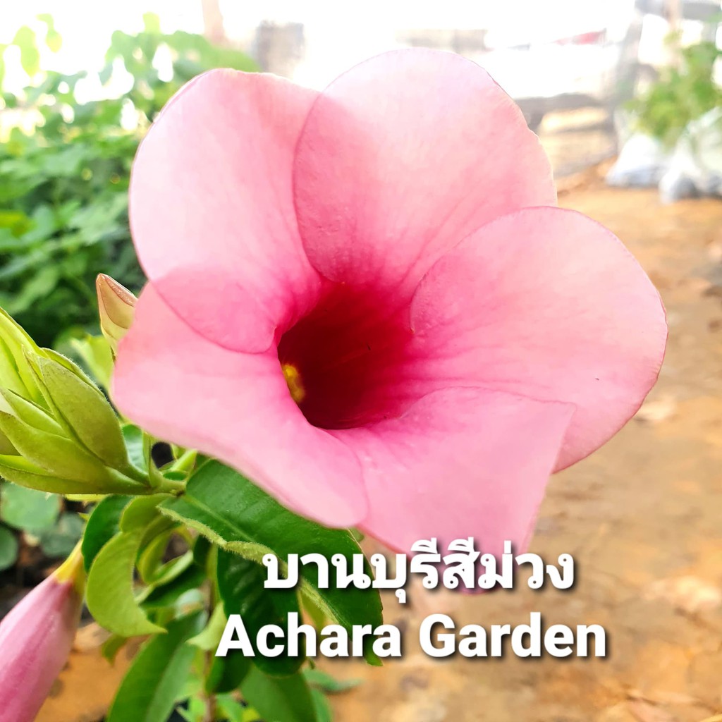 ต้นบานบุรีสีม่วง-ปลูกกลางแจ้ง-ออกดอกตลอดปี-ประดับรีสอร์ท-บ้านสวน