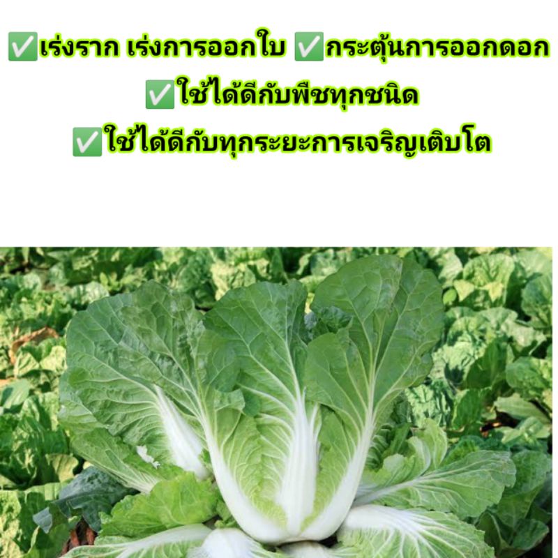 ภาพสินค้าสุดยอดหัวเชื้อ ️ปุ๋ย️ อะมิโนพาวเวอร์ ตรา ปลานิลทอง ขนาด 30 กรัม จากร้าน oui1613 บน Shopee ภาพที่ 3