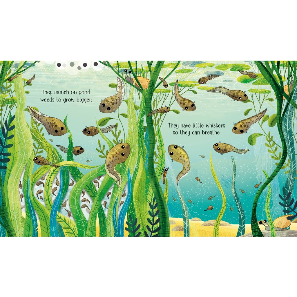 dktoday-หนังสือ-usborne-life-cycles-one-little-frog-age-3