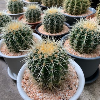 [ถูกสุด] Cactus ถังทอง ขนาด 10 ซม. กระบองเพชร แคคตัส