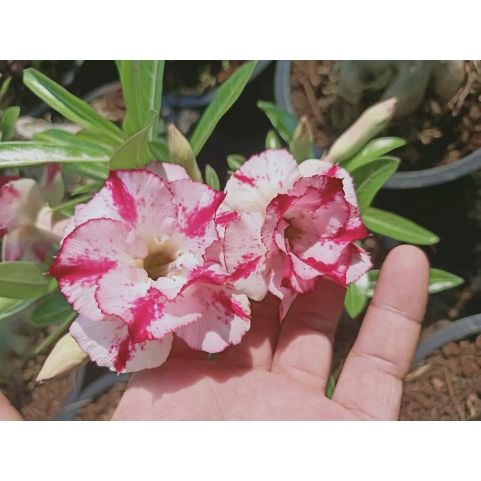 ขาย-ต้นพันธุ์-มีสีให้เลือก-ดอก-ต้น-ชวนชม-กุหลาบทะเลทราย-desert-rose-adenium-fadel