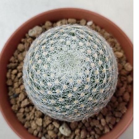 cake-cactus-farm-กระบองเพชร-mammillaria-lenta-แมม-เลนต้า-กลมกิ๊ก