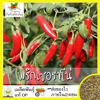 เมล็ดพันธุ์ พริกเซอราโน่ เมล็ด Serrano Pepper Seed เมล็ดพันธุ์แ นำเข้าจากต่างประเทศ ปลูก50 เมล็ด (ไม่ใช่พืช)