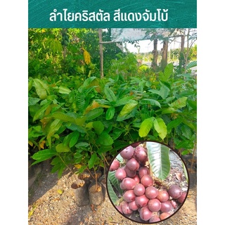 ต้นกล้าลำใยคริสตัลสีแดงจัมโบ้ จากบอเนียว 50-100cmสีที่อร่อยที่สุด