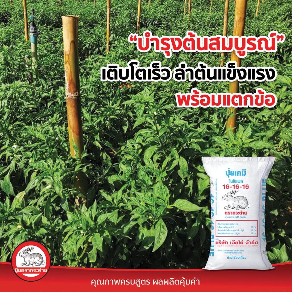 ปุ๋ย-16-16-16-บลู-สูตรพรีเมี่ยม-1kg-สูตรเสมอ-ตรากระต่าย-แบ่งขาย-1-kg