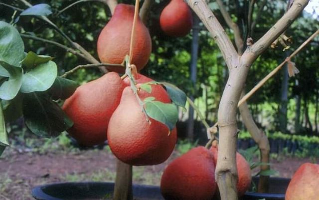 ต้นพันธุ์ส้มโอแดงเวียดนาม-เปลือกผลแดง-เนื้อแดง-ส่งkerry