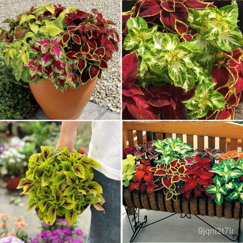 ขายดี-สวนครัว-mix-color-coleus-seeds-ต้นไม้มงคล-ต้นไม้ฟอกอากาศ-เมล็ดดอกไม้-ต้นไม้ประดับ-บอนไซ-ต-อินทรีย์-คละ-สวนครัว-ดอก