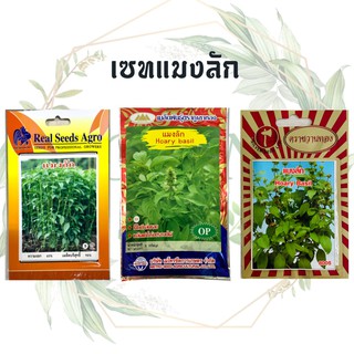 เมล็ดพันธุ์ แมงลัก ( HOARY BASIL ) 1000 เมล็ด