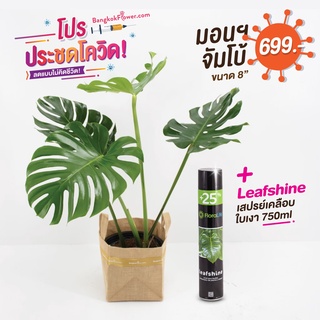 โปรประชดสถานการณ์ >> มอนสเตอร่าขนาดจัมโบ้ แถมสเปรย์ Leaf Shine *รบกวนสอบถามใน chat ก่อนกดสั่งซื้อ*