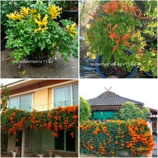 (ขาย ต้นพันธุ์) ดอก ต้น ต้นพวงแสด สีส้ม และ สีเหลือง พวงแสด fadel