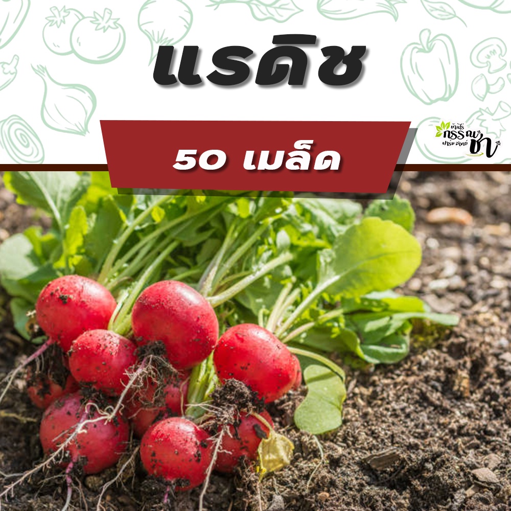 แรดิช-เมล็ดพันธุ์-หลากหลายชนิด