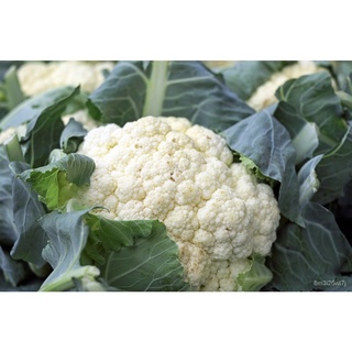 กะหล่ำดอกสโนว์บอล Y ปรับปรุง, cruciferous, ไม่ใช่จีเอ็มโอ, ตั้งแต่ blanching, จัดส่งฟรี 4SPN