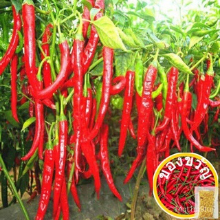 เมล็ดอวบอ้วน100%，ไทยในสต็อกพร้อมส่งเมล็ดพันธุ์ พริกโจลอง (Jo Long Pepper) บรรจุ 100 เมล็ด ระดับความเผ็ด :   15000      S