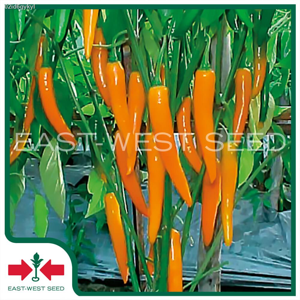 east-west-seed-เมล็ดพันธุ์พริก-hot-pepper-seeds-ดาวทอง-f1-เมล็ดพันธุ์ผัก-เมล็ดพันธุ์-ผักสวนครัว-เมล็ดพันธุ์พริกเหลือง