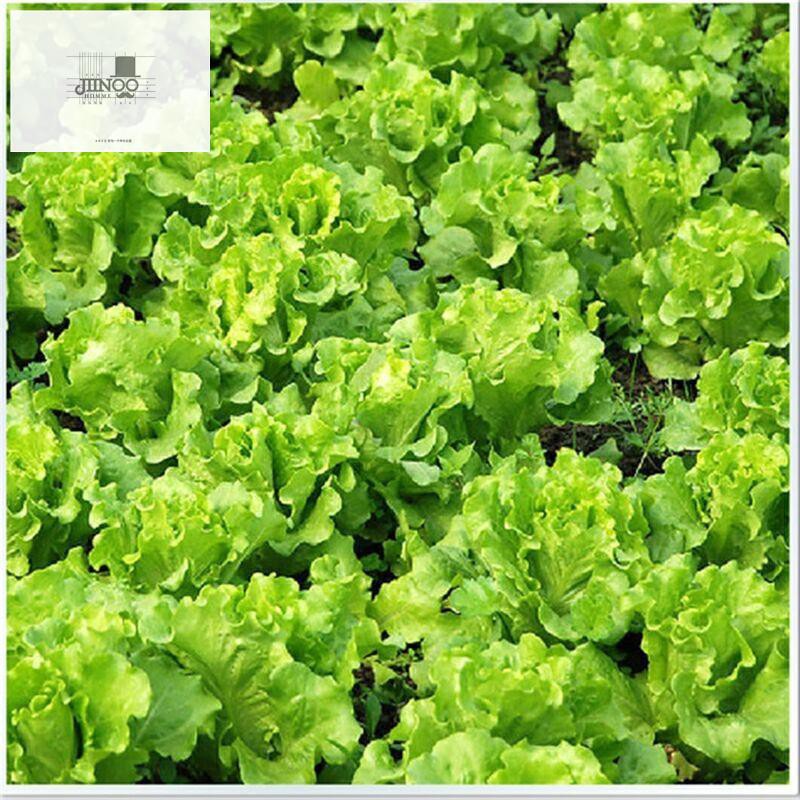 american-big-speed-lettuce-seed-family-balcony-potted-vegetable-seeds-เมล็ดพันธุ์ผัก-four-seasons
