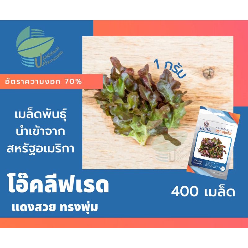 โอ๊คลีฟเรด-โกลเดนเกต-oakleaf-red-เมล็ดผักสลัด