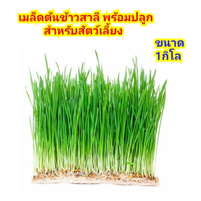 เมล็ดต้นข้าวสาลีออร์แกนิคสำหรับสัตว์เลี้ยง-พร้อมปลูก-ขนาด-1kg