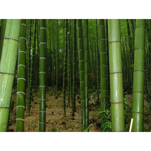 ไผ่โมโซ-สายพันธุ์แท้-เมล็ดไผ่-moso-bamboo-phyllostachys-edulis-เมล็ดพันธุ์ไผ่-เมล็ดไผ่โมโซ-ไผ่ลำเดียว-ไผ่ญี่ปุ่น