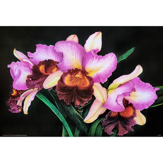 โปสเตอร์ ภาพวาด ดอกไม้ ดอกกล้วยไม้ Orchids POSTER 24”x34” นิ้ว List of the orchids of the Philippines