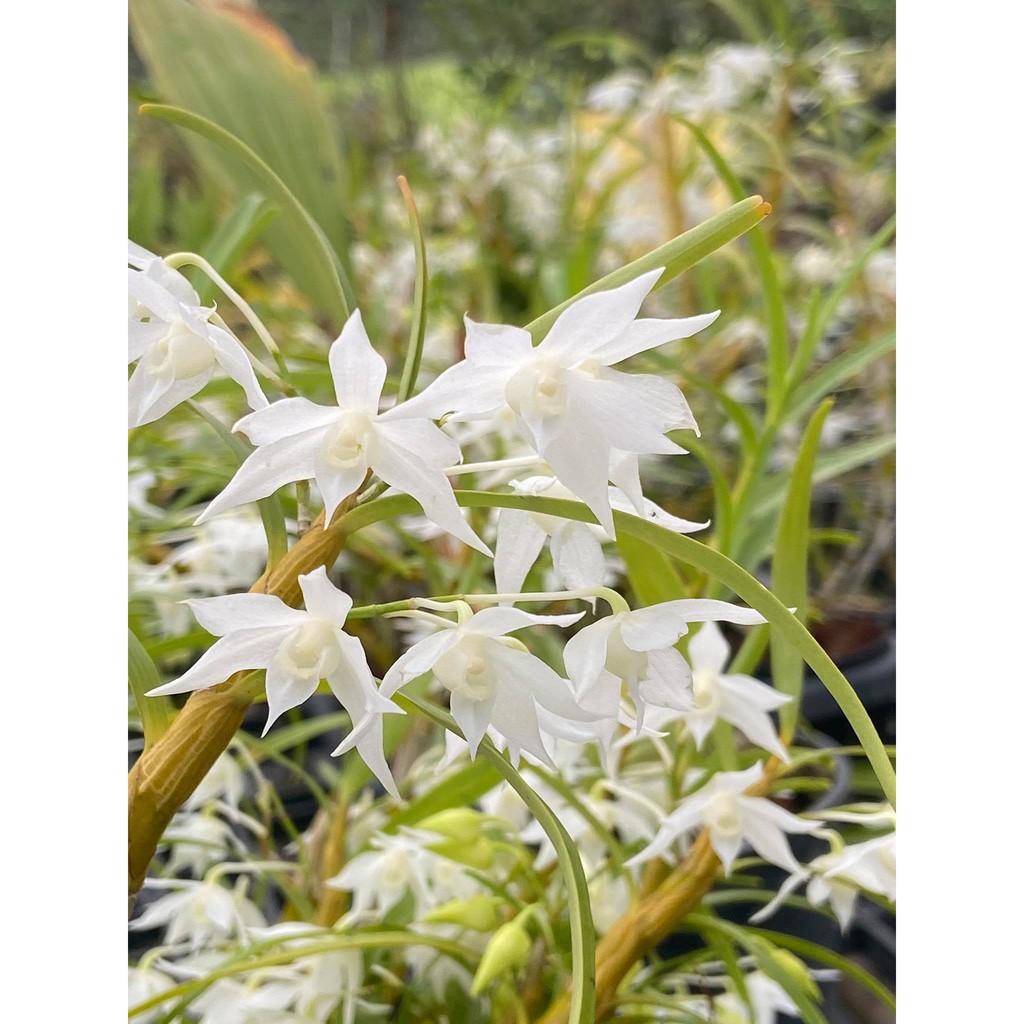 เอื้องดอกมะเขือเผือก-dendrobium-hercoglossum-alba-ดอกดกมาก-ติดดอก-กระถางใหญ่